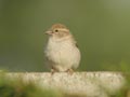 Moineau domestique Passer domesticus