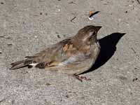 Moineau domestique Passer domesticus