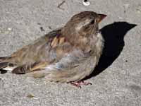 Moineau domestique Passer domesticus