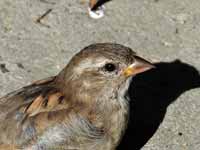 Moineau domestique Passer domesticus