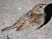 Moineau domestique Passer domesticus