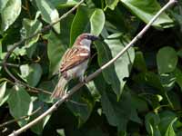 Moineau domestique Passer domesticus