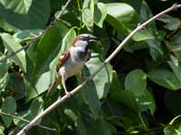 Moineau domestique Passer domesticus