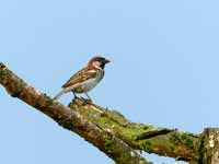 Moineau domestique Passer domesticus