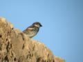 Moineau espagnol Passer hispaniolensis