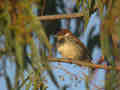 Moineau espagnol Passer hispaniolensis