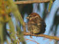 Moineau espagnol Passer hispaniolensis