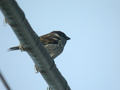 Moineau espagnol Passer hispaniolensis