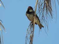 Moineau espagnol Passer hispaniolensis