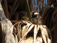 Moineau espagnol Passer hispaniolensis