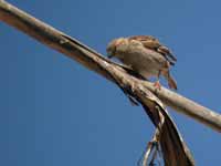 Moineau espagnol Passer hispaniolensis