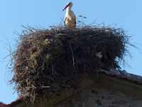 Moineau espagnol Passer hispaniolensis