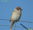 Passer montanus