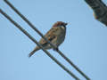 Moineau friquet Passer montanus