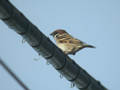 Moineau friquet Passer montanus