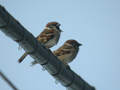 Moineau friquet Passer montanus