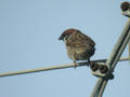 Moineau friquet Passer montanus