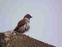 Moineau friquet Passer montanus