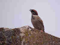 Moineau friquet Passer montanus