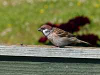 Moineau friquet Passer montanus