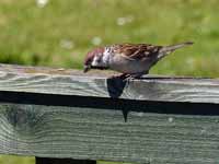 Moineau friquet Passer montanus