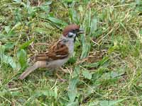 Moineau friquet Passer montanus