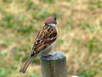 Moineau friquet Passer montanus