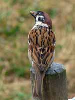 Moineau friquet Passer montanus