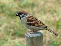 Moineau friquet Passer montanus