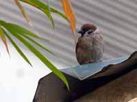 Moineau friquet Passer montanus