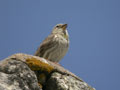 Moineau soulcie Petronia petronia