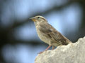 Moineau soulcie Petronia petronia