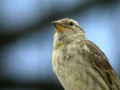 Moineau soulcie Petronia petronia