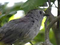 Moqueur chat Dumetella carolinensis