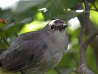 Moqueur chat Dumetella carolinensis