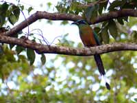 Motmot houtouc Momotus momota