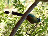 Motmot houtouc Momotus momota