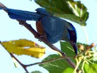 Motmot houtouc Momotus momota