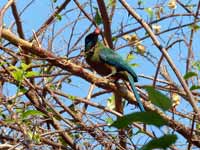 Motmot houtouc Momotus momota