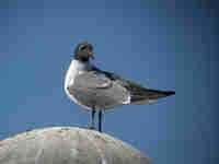 Mouette atricille Leucophaeus atricilla