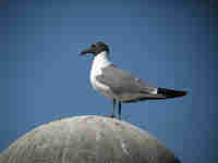 Mouette atricille Leucophaeus atricilla