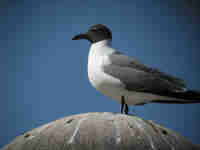 Mouette atricille Larus atricilla