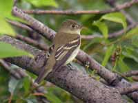 Moucherolle des aulnes/saules Empidonax alnorum/traillii