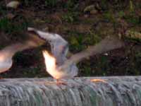 Mouette de Bonaparte Chroicocephalus philadelphia