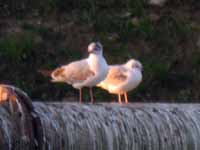 Mouette de Bonaparte Chroicocephalus philadelphia