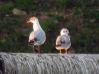 Mouette de Bonaparte Chroicocephalus philadelphia