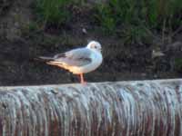 Mouette de Bonaparte Chroicocephalus philadelphia