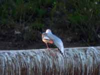 Mouette de Bonaparte Chroicocephalus philadelphia