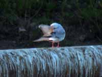 Mouette de Bonaparte Chroicocephalus philadelphia