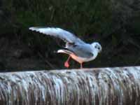 Mouette de Bonaparte Chroicocephalus philadelphia